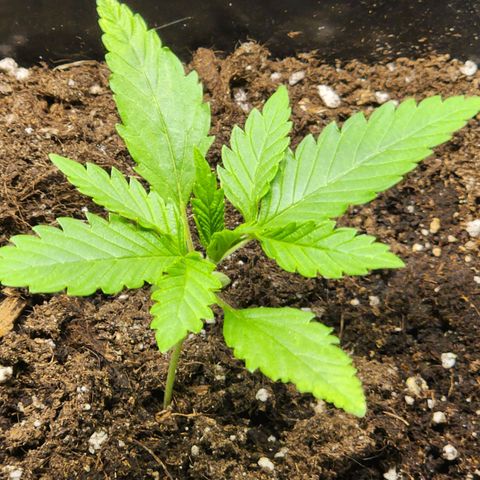 Hulkberry growlog photo: Plantas 1 día después de regar con enraizante y top veg, la planta con solo agua sigue creciendo, aunque a menor velocidad que las demás.