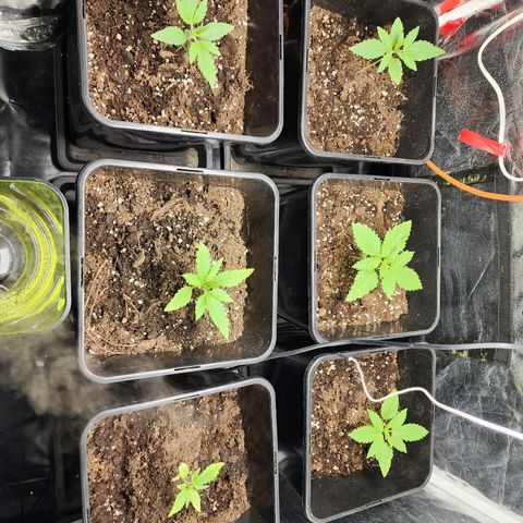 Hulkberry growlog photo: Plantas 1 día después de regar con enraizante y top veg, la planta con solo agua sigue creciendo, aunque a menor velocidad que las demás.