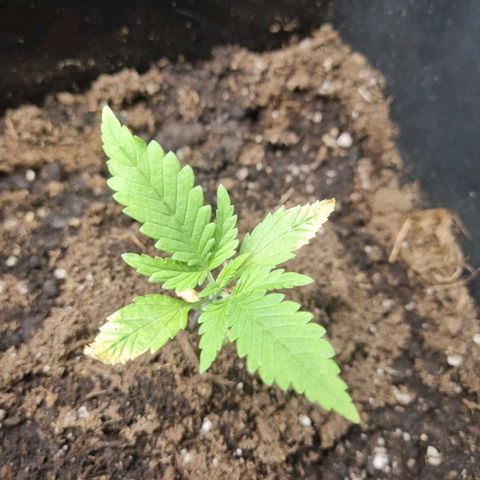 Hulkberry growlog photo: Plantas 1 día después de regar con enraizante y top veg, la planta con solo agua sigue creciendo, aunque a menor velocidad que las demás.
