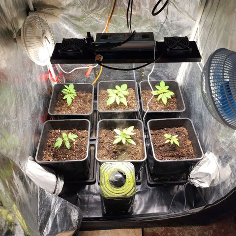 Hulkberry growlog photo: Se riega con green explosion vía foliar, menos de 100 cc dividido en las 6 plantas, 1 tiene el tallo muy débil, esperando reacción de planta estancada.