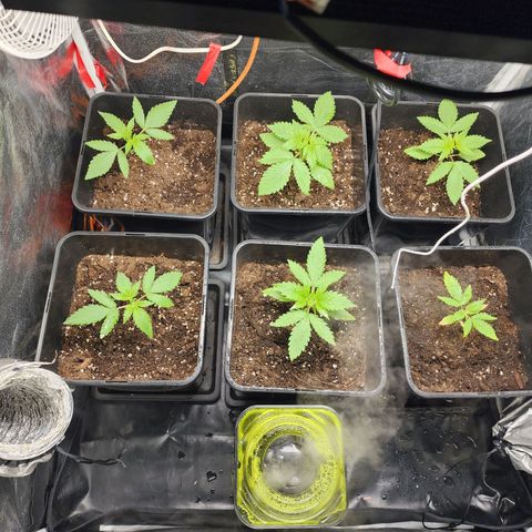 Hulkberry growlog photo: Se sube el foco 10 cm, queda a 40 cm de la punta de la planta