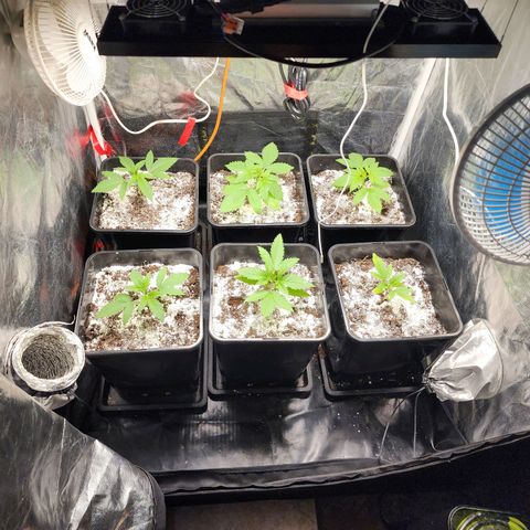 Hulkberry growlog timeline photo