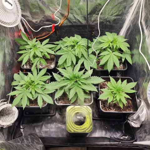 Hulkberry growlog photo: Casi 3 semanas de vida, foco indoor al 80% de potencia, con el 100% llegamos casi a los 32 grados dentro del indoor, se gira de orientación una planta por espacio, veremos como reacciona.