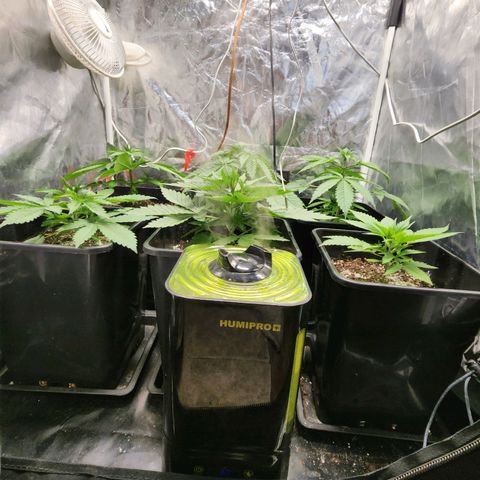 Hulkberry growlog photo: Casi 3 semanas de vida, foco indoor al 80% de potencia, con el 100% llegamos casi a los 32 grados dentro del indoor, se gira de orientación una planta por espacio, veremos como reacciona.