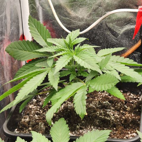 Hulkberry growlog photo: Casi 3 semanas de vida, foco indoor al 80% de potencia, con el 100% llegamos casi a los 32 grados dentro del indoor, se gira de orientación una planta por espacio, veremos como reacciona.