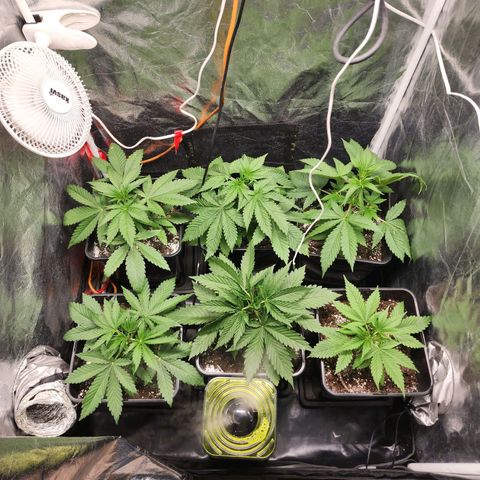Hulkberry growlog photo: La más alta con 25 cm, las demás con 20 y la más pequeñas 10 y 15 cm de altura