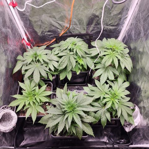 Hulkberry growlog timeline photo