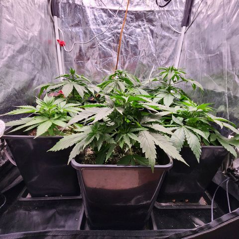 Hulkberry growlog timeline photo