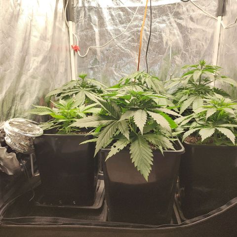 Hulkberry growlog photo: Riego radicular, aprox 500cc por planta, se usa 0.3ml x lt de calmag bio bizz, las 2 más pequeñas les dejo micorrizas para que absorban por riego.