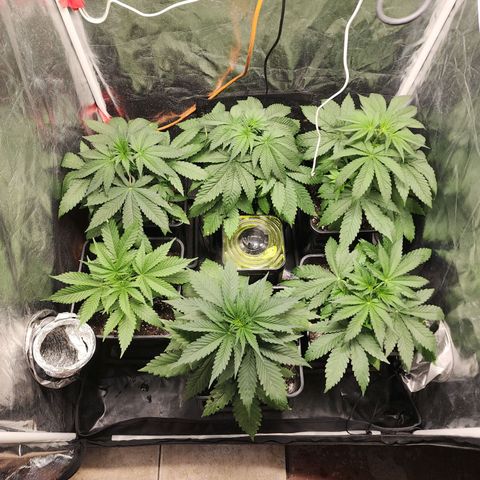 Hulkberry growlog photo: Riego radicular, aprox 500cc por planta, se usa 0.3ml x lt de calmag bio bizz, las 2 más pequeñas les dejo micorrizas para que absorban por riego.