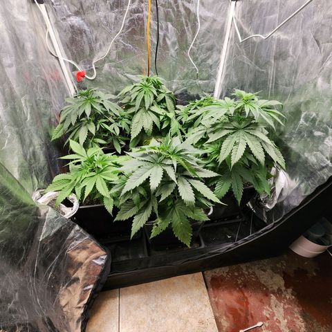 Hulkberry growlog photo: A días de pasar a floracion, la más grande 40 cm, la otras 30, otra 27 y la más pequeña 23, la que se estanco llegando a 20 cm.