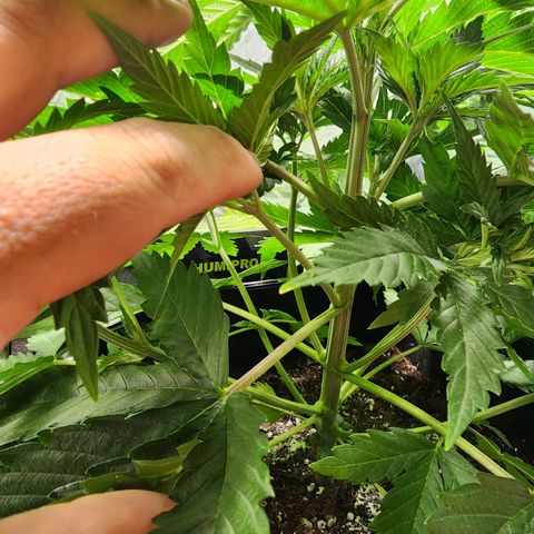 Hulkberry growlog photo: A días de pasar a floracion, la más grande 40 cm, la otras 30, otra 27 y la más pequeña 23, la que se estanco llegando a 20 cm.