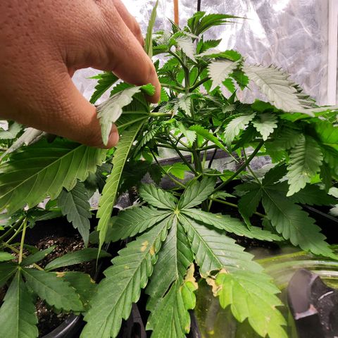 Hulkberry growlog photo: A días de pasar a floracion, la más grande 40 cm, la otras 30, otra 27 y la más pequeña 23, la que se estanco llegando a 20 cm.