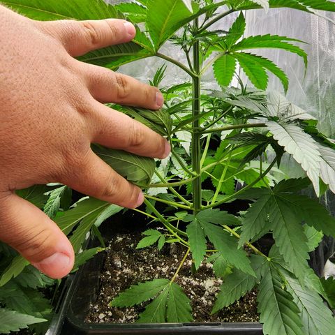 Hulkberry growlog photo: A días de pasar a floracion, la más grande 40 cm, la otras 30, otra 27 y la más pequeña 23, la que se estanco llegando a 20 cm.
