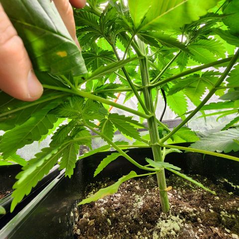 Hulkberry growlog photo: A días de pasar a floracion, la más grande 40 cm, la otras 30, otra 27 y la más pequeña 23, la que se estanco llegando a 20 cm.
