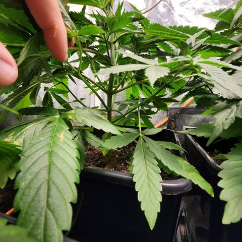Hulkberry growlog photo: A días de pasar a floracion, la más grande 40 cm, la otras 30, otra 27 y la más pequeña 23, la que se estanco llegando a 20 cm.