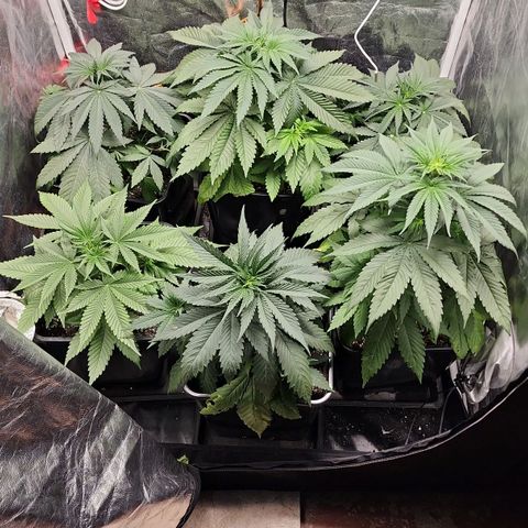 Hulkberry growlog photo: A 1 día de pasar a floracion.