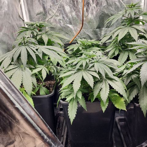 Hulkberry growlog photo: A 1 día de pasar a floracion.