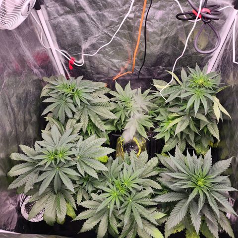 Hulkberry growlog photo: Último día en vegetación.