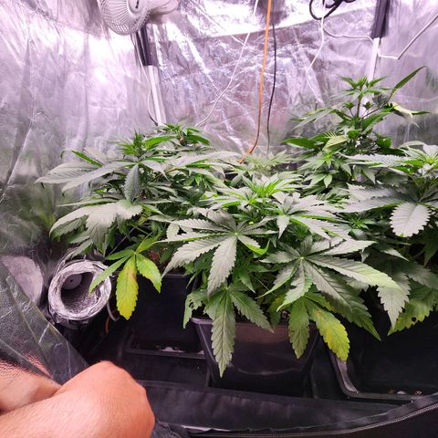 Hulkberry growlog photo: Último día en vegetación.