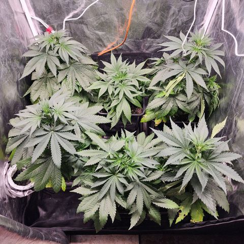 Hulkberry growlog photo: Riego 500 cc por planta en la noche, se agrega cal-mag 1 1.5 ml x 2 lt