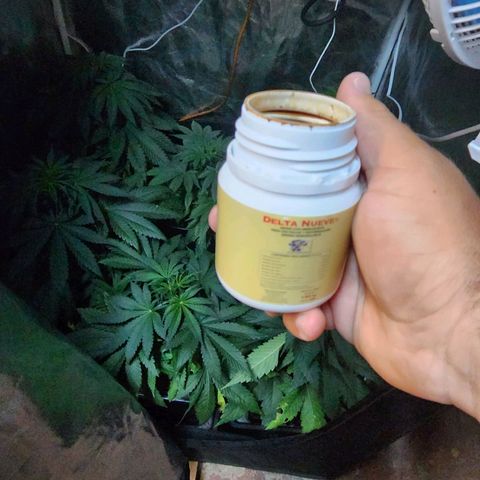 Hulkberry growlog photo: Se riega foliar con delta 9, 3ml x 500 cc, se gastan aprox los 500 cc en las 6 plantas