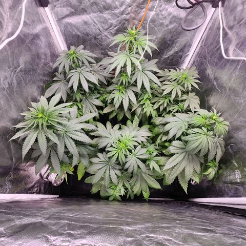 Hulkberry growlog timeline photo