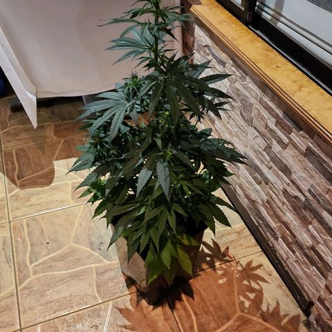 Hulkberry growlog photo: Se encuentra una planta hermafrodita, se corta de inmediato.