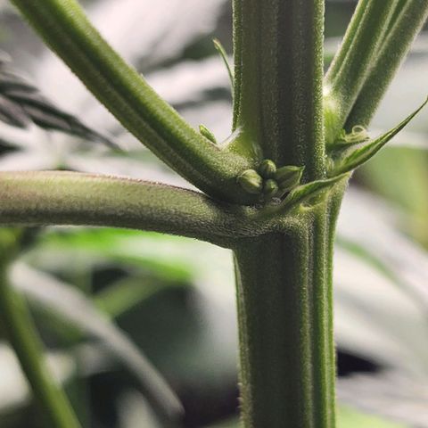 Hulkberry growlog photo: Se encuentra una planta hermafrodita, se corta de inmediato.