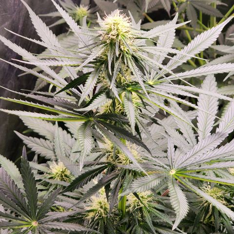 Hulkberry growlog photo: 15 a 16 días de floracion.