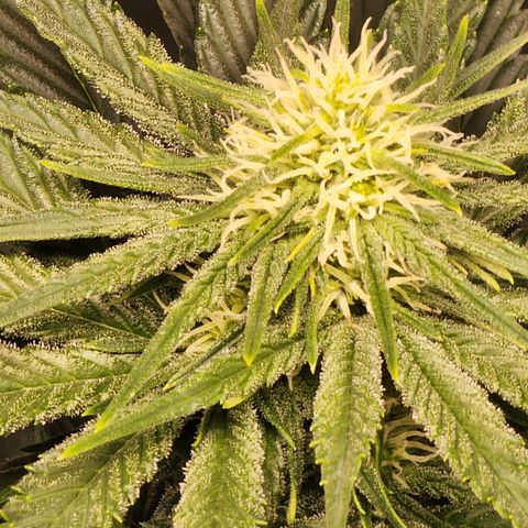 Hulkberry growlog photo: 15 a 16 días de floracion.
