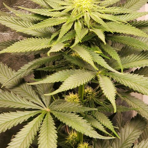 Hulkberry growlog photo: 15 a 16 días de floracion.