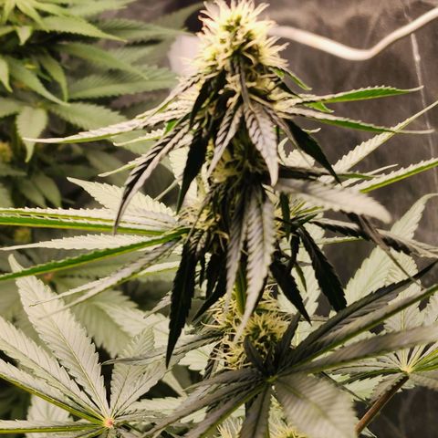 Hulkberry growlog photo: 15 a 16 días de floracion.
