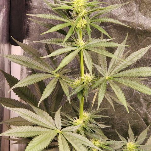 Hulkberry growlog photo: 15 a 16 días de floracion.