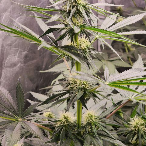 Hulkberry growlog photo: 15 a 16 días de floracion.