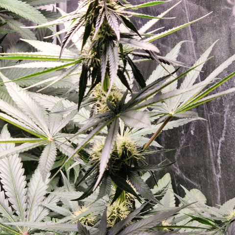 Hulkberry growlog photo: 15 a 16 días de floracion.