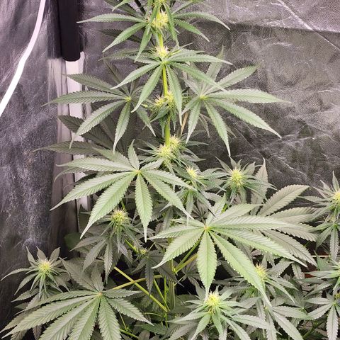 Hulkberry growlog photo: Manjar
