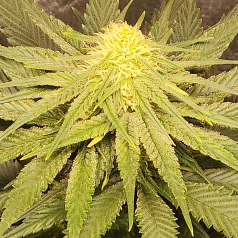 Hulkberry growlog photo: Manjar