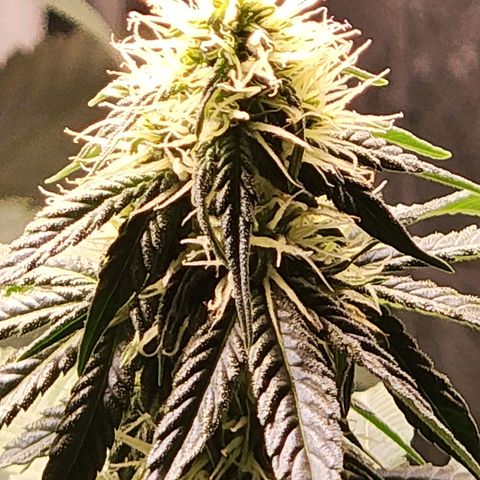 Hulkberry growlog photo: Manjar