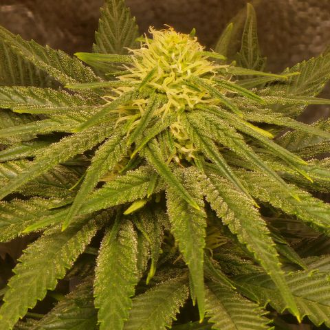 Hulkberry growlog photo: Manjar