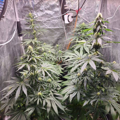 Hulkberry growlog photo: Manjar