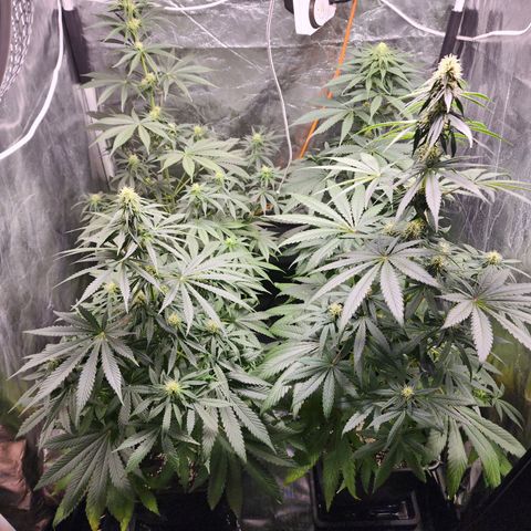 Hulkberry growlog photo: Manjar