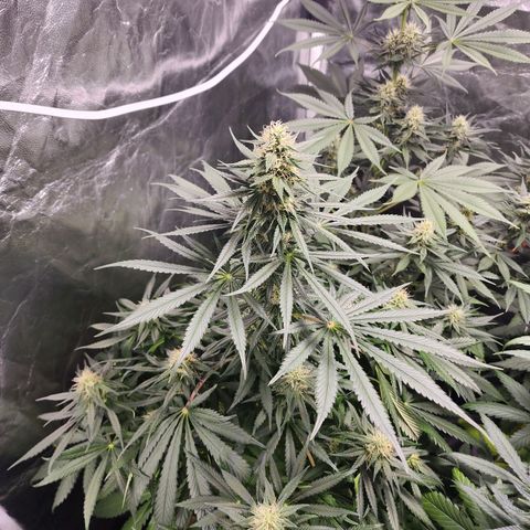 Hulkberry growlog timeline photo