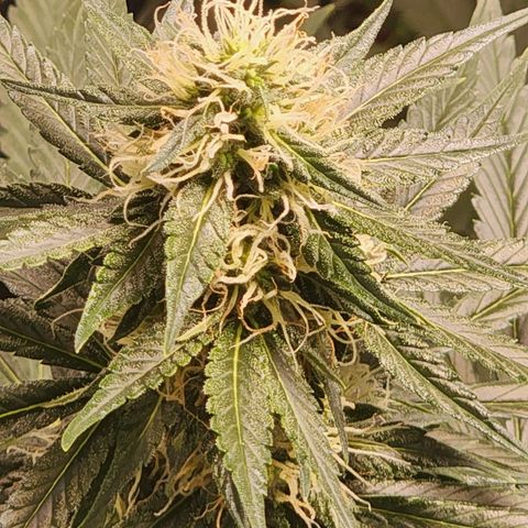 Hulkberry growlog timeline photo