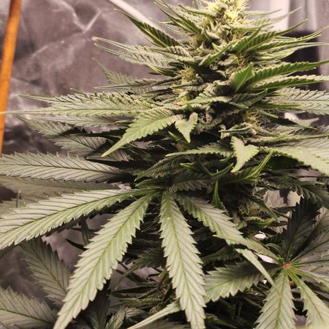 Hulkberry growlog timeline photo