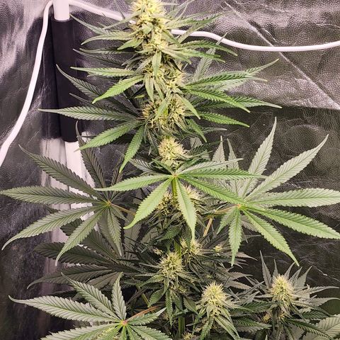Hulkberry growlog timeline photo