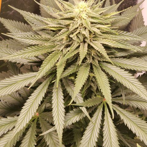 Hulkberry growlog timeline photo