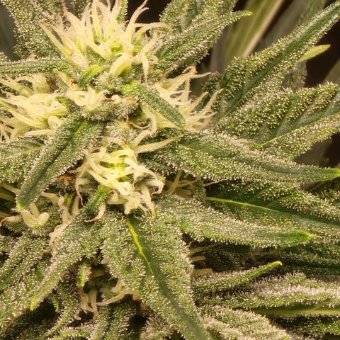 Hulkberry growlog timeline photo