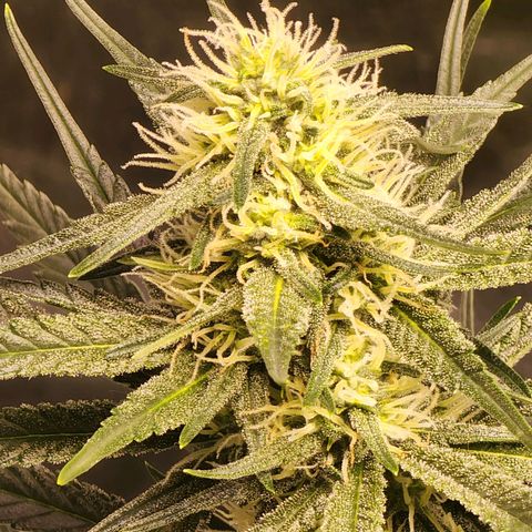 Hulkberry growlog timeline photo