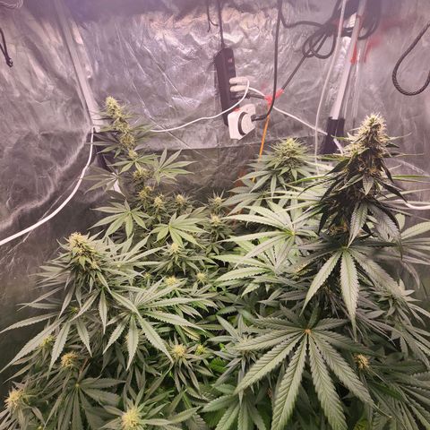 Hulkberry growlog timeline photo